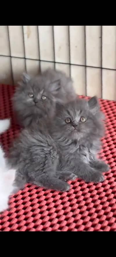 Quality Persian Punch Face cat &kittens 03495425573 WhatsApp