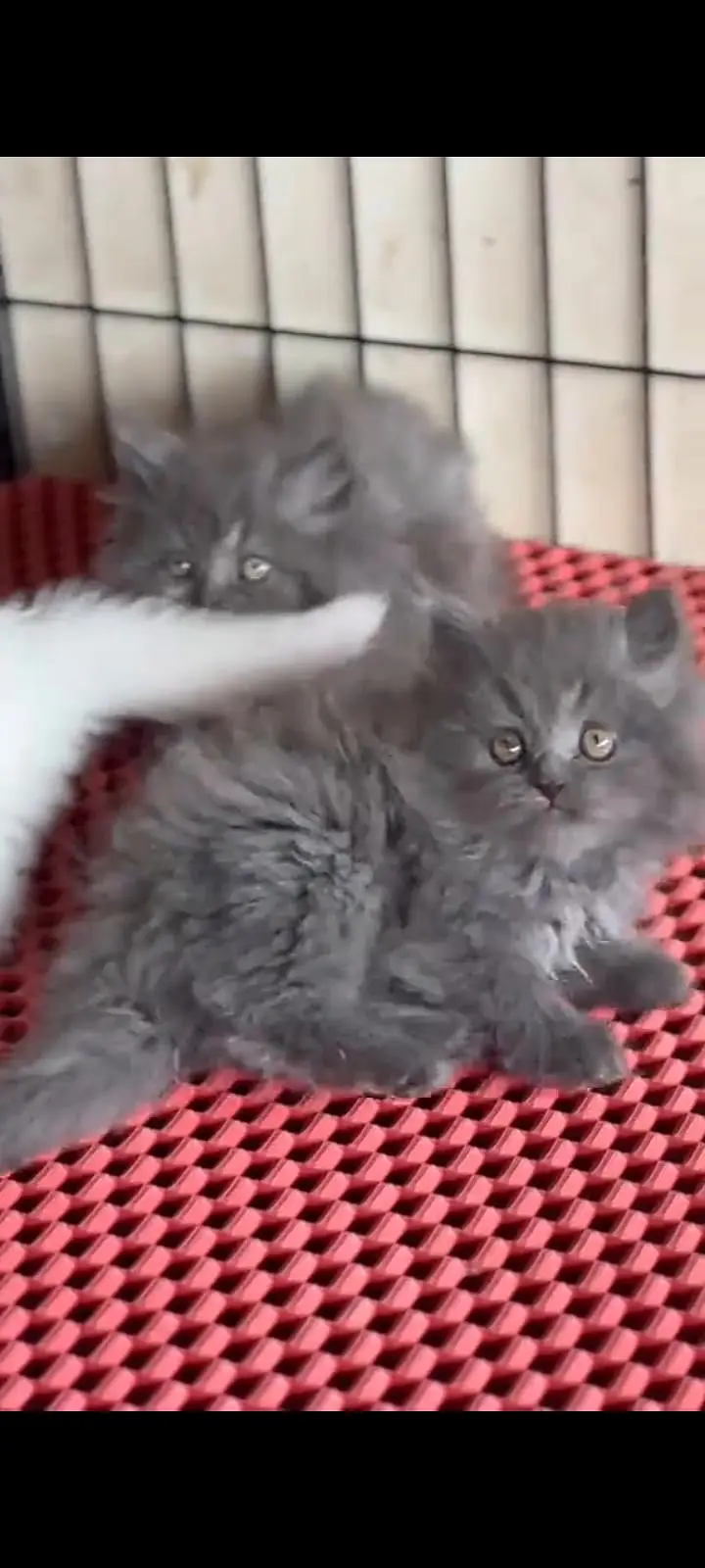 Quality Persian Punch Face cat &kittens 03495425573 WhatsApp — photo 2
