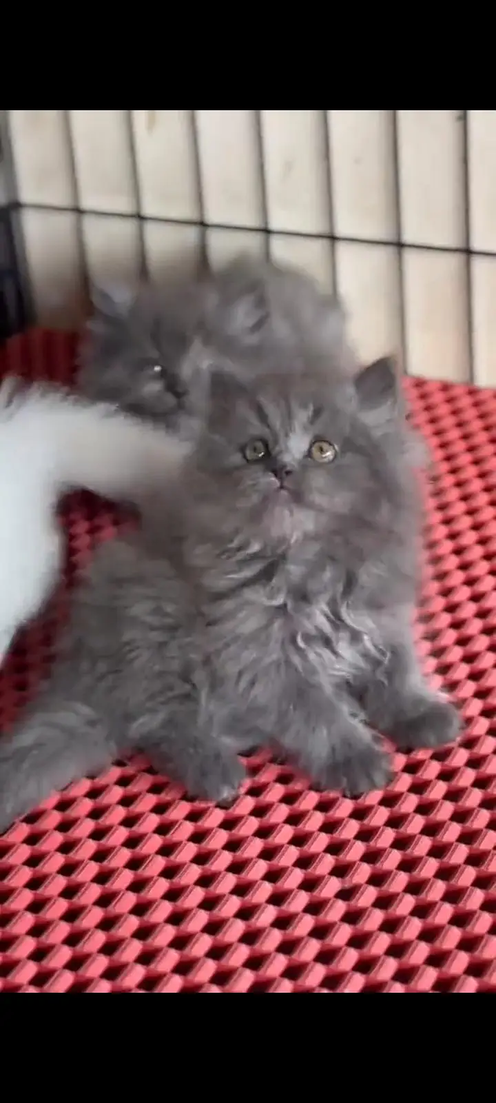 Quality Persian Punch Face cat &kittens 03495425573 WhatsApp — photo 3