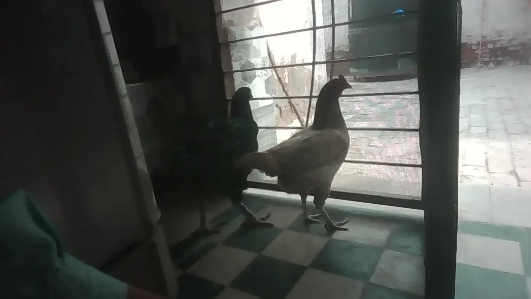 2Hens — photo 4