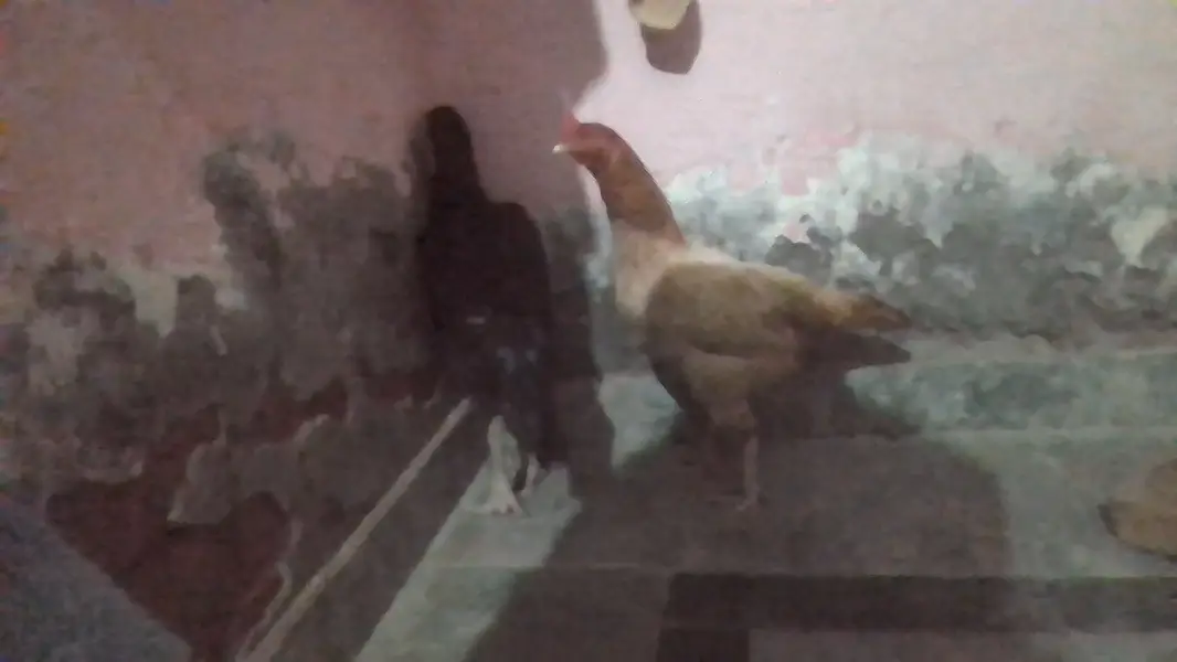 2Hens — photo 5