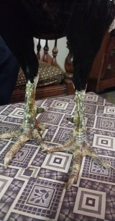 Kamaliya breed high quality . 03218300492