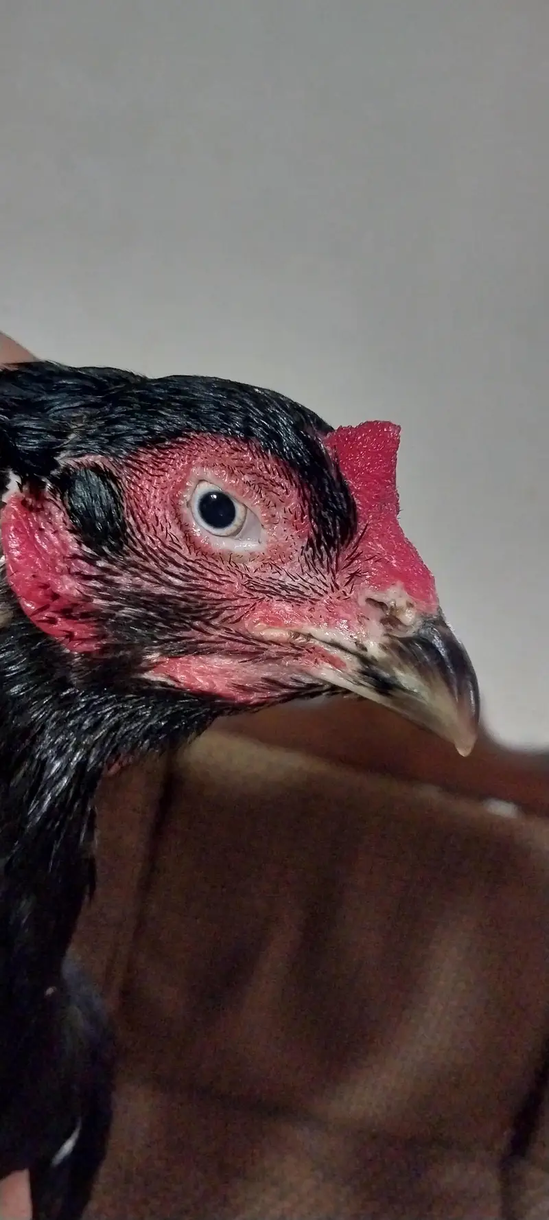 Kamaliya breed high quality . 03218300492 — photo 2