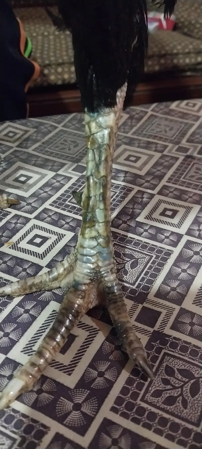 Kamaliya breed high quality . 03218300492 — photo 6