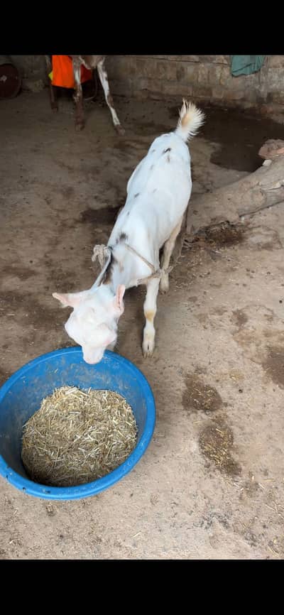 3 teda 1 beatal nagri for sale
