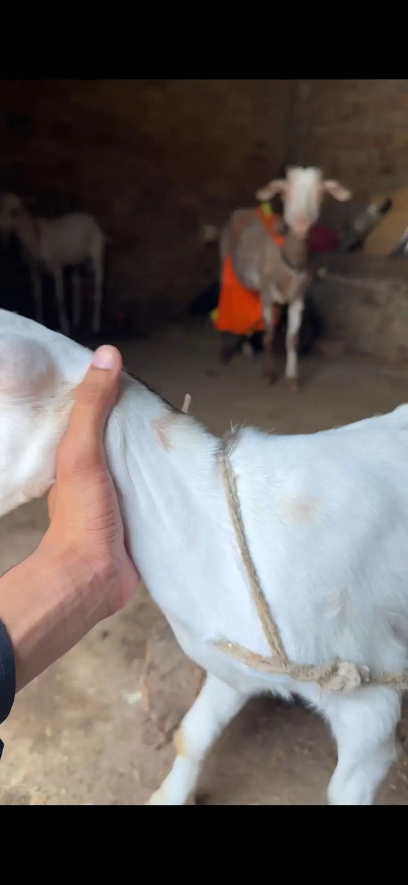 3 teda 1 beatal nagri for sale — photo 2