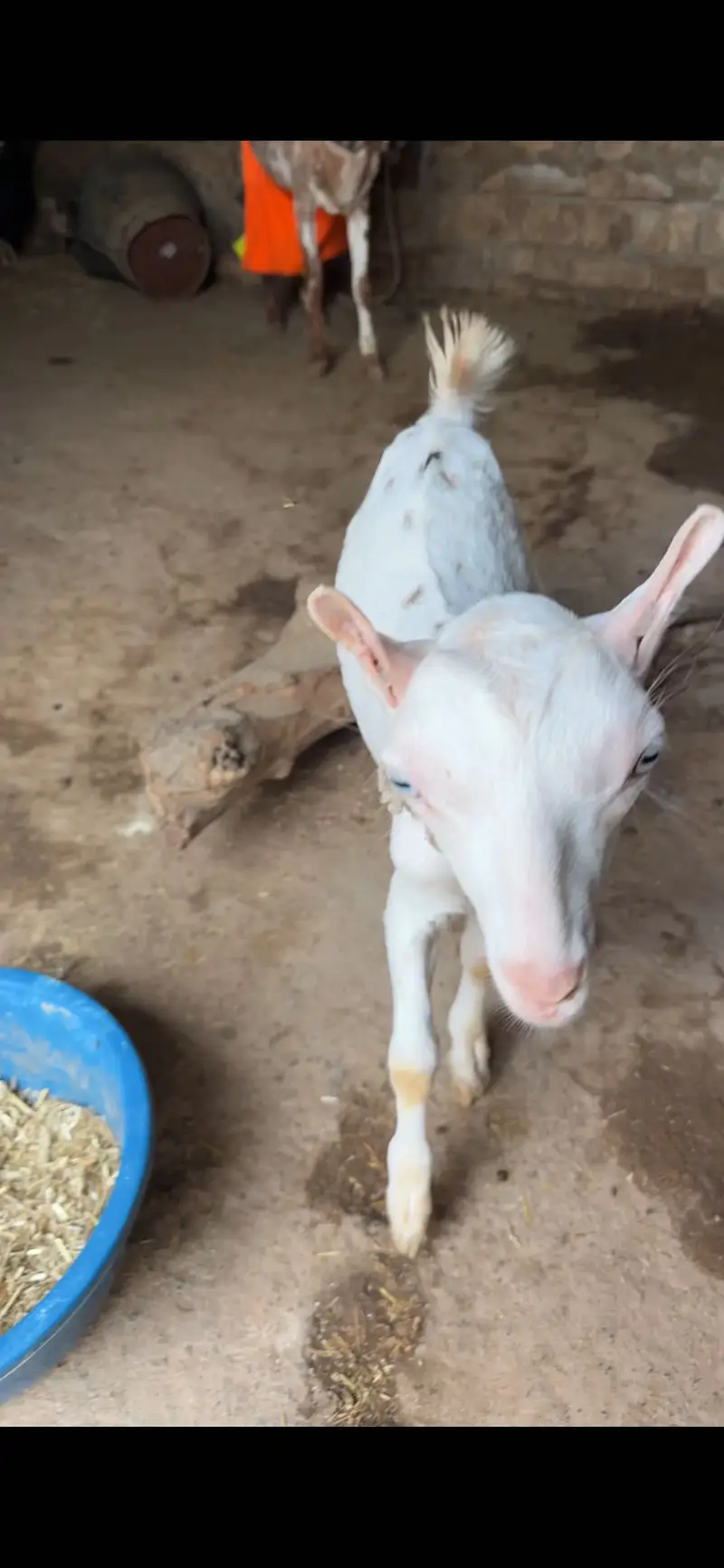 3 teda 1 beatal nagri for sale — photo 6