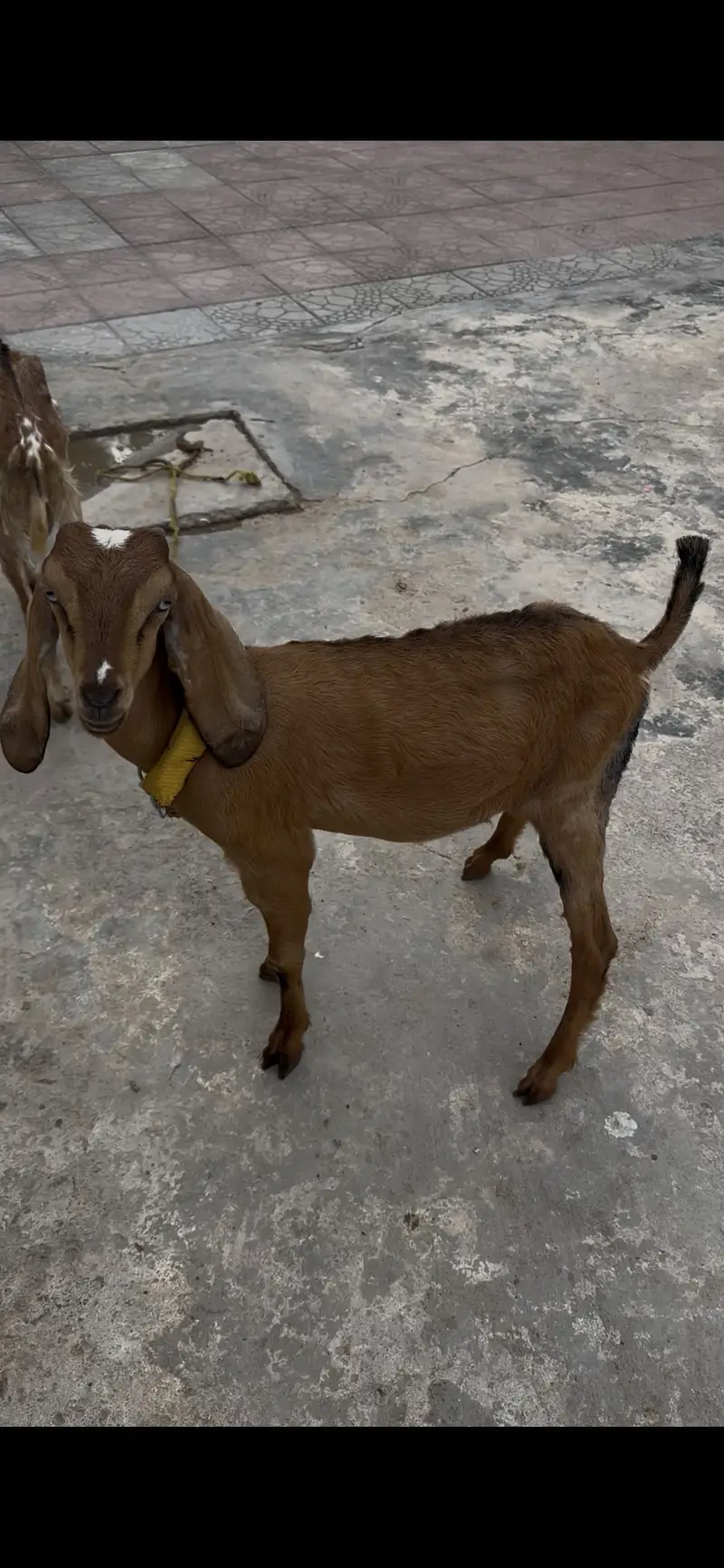 3 teda 1 beatal nagri for sale — photo 7