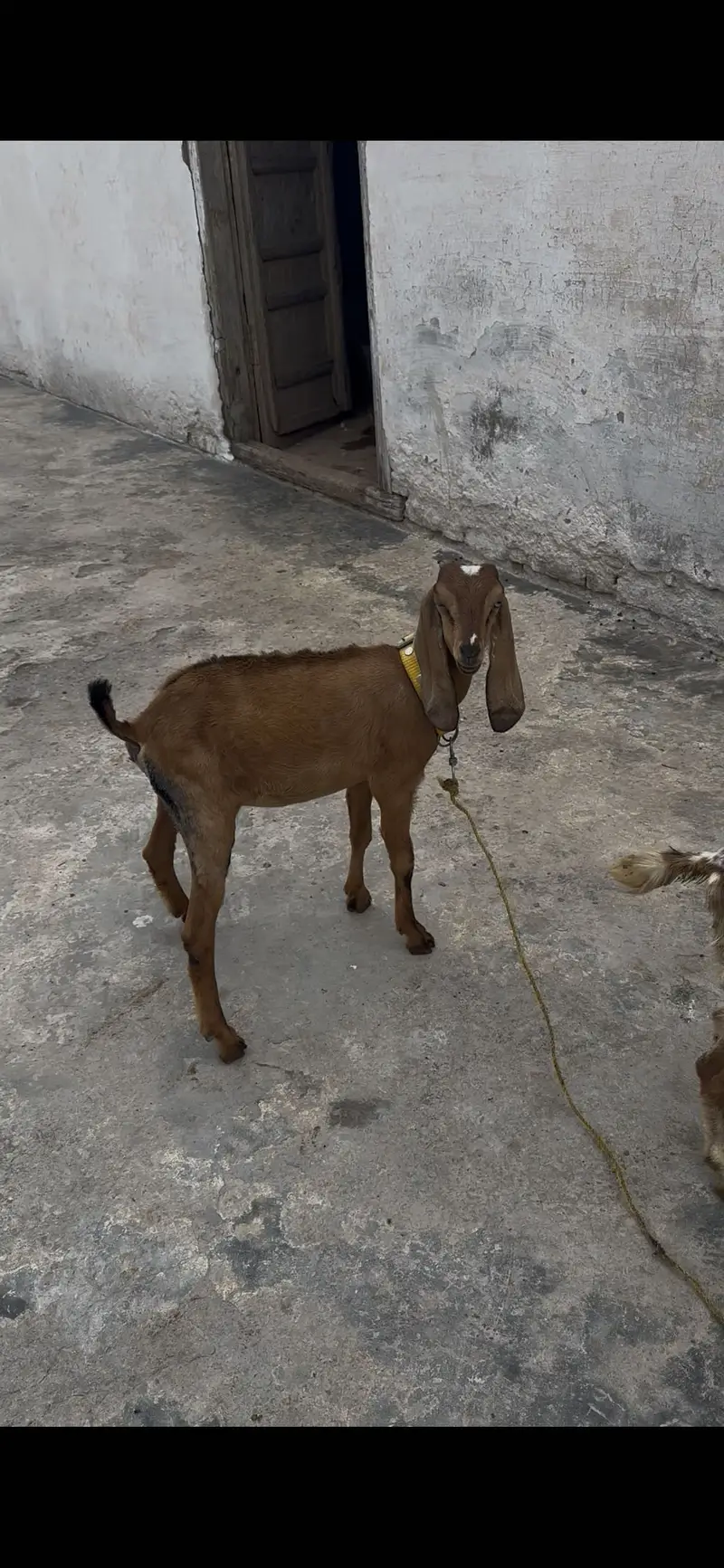 3 teda 1 beatal nagri for sale — photo 8