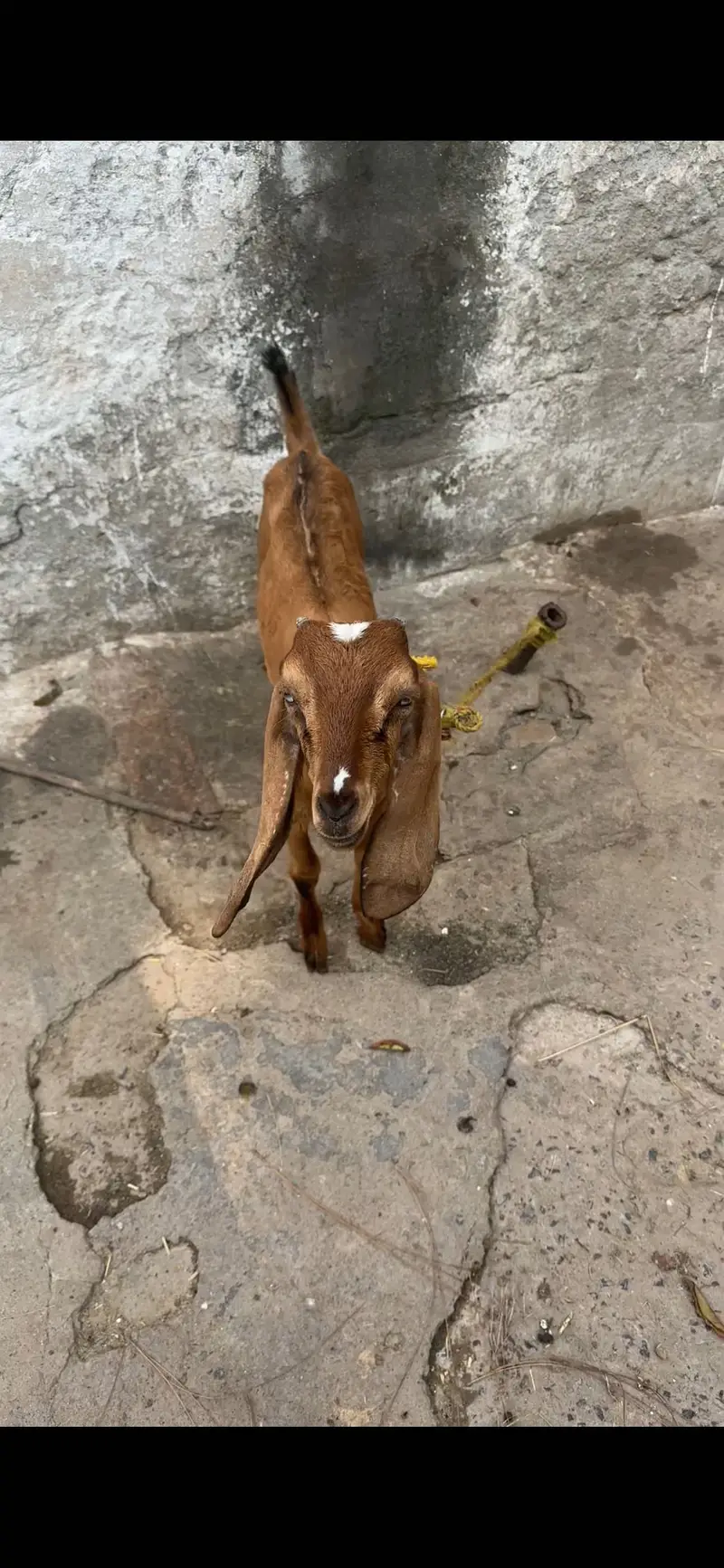3 teda 1 beatal nagri for sale — photo 9