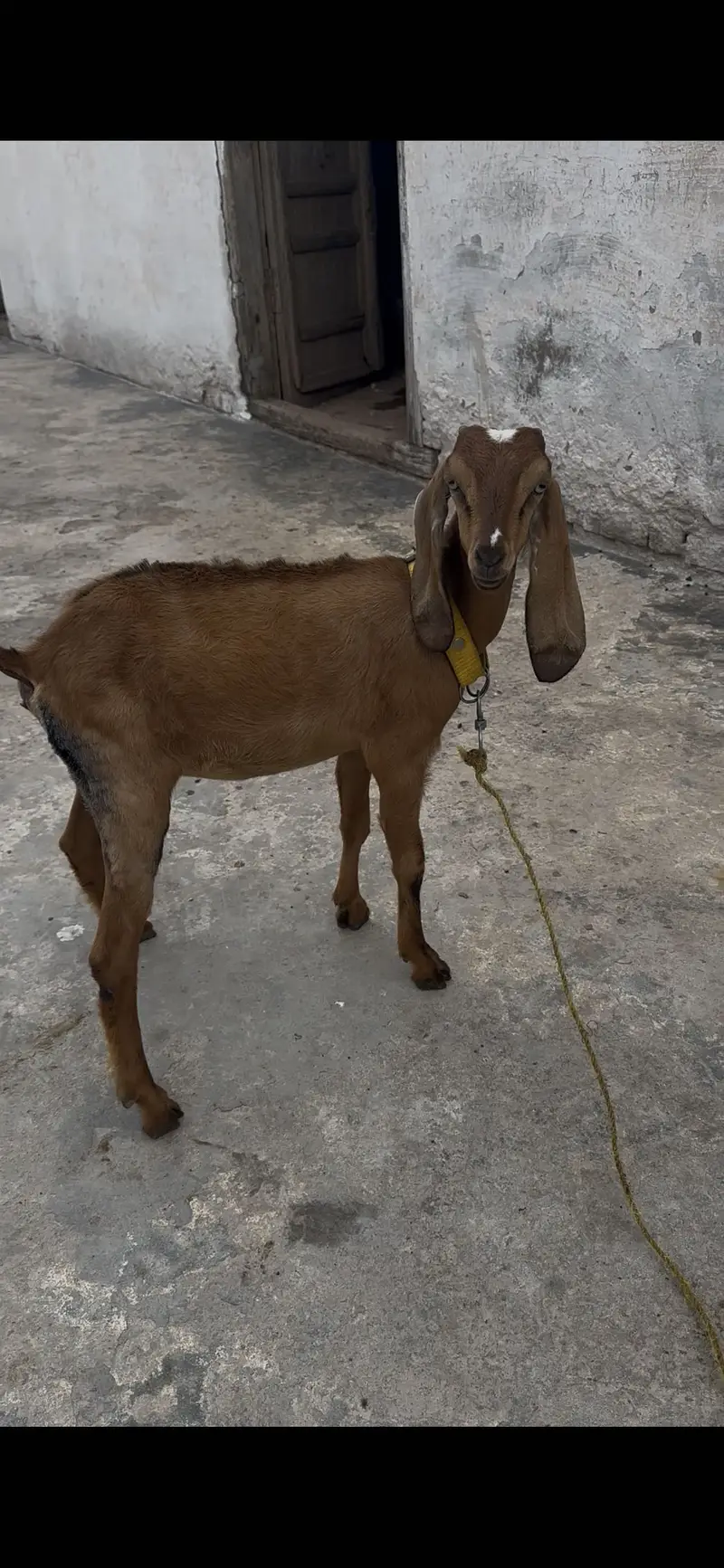 3 teda 1 beatal nagri for sale — photo 10