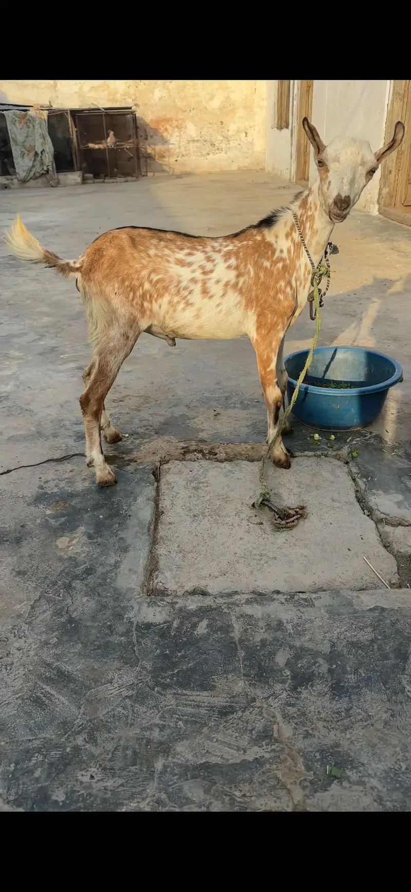 3 teda 1 beatal nagri for sale — photo 12