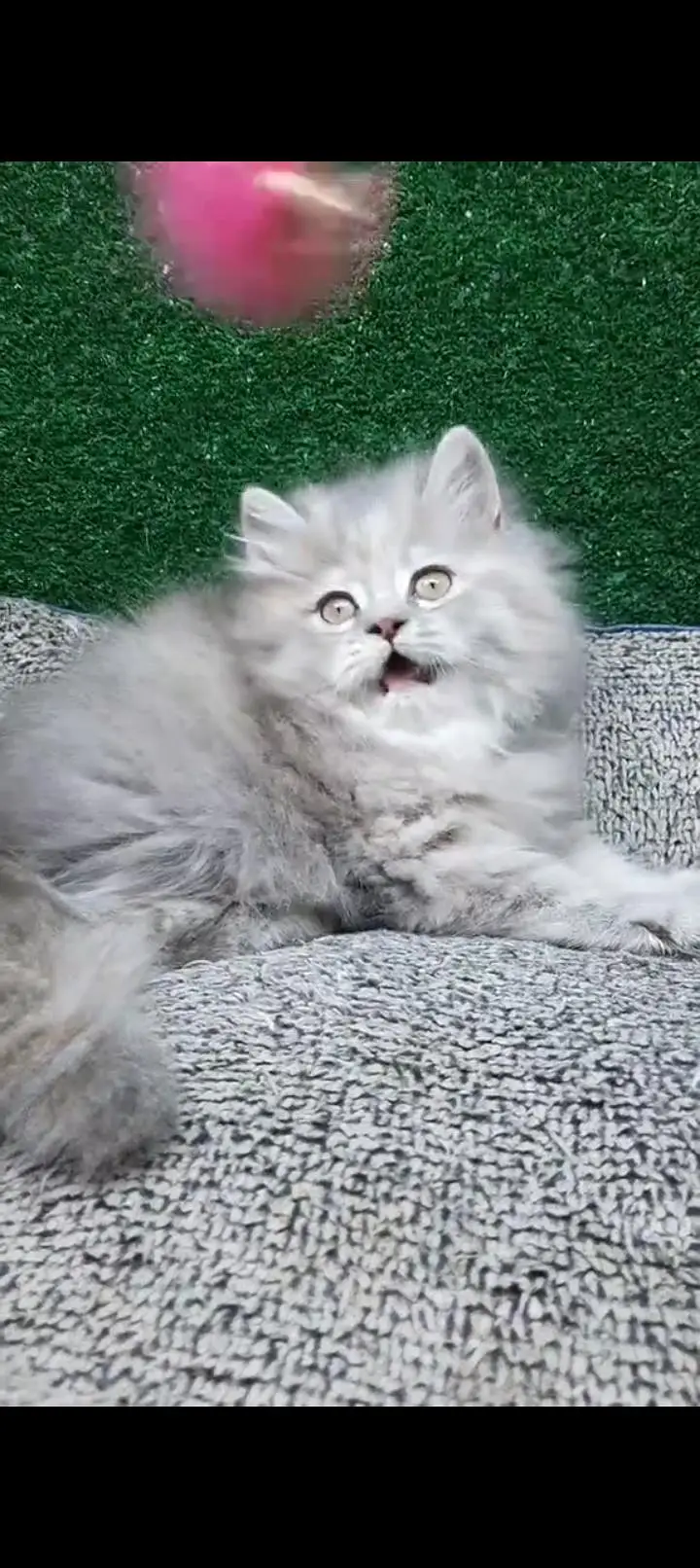 Quality Persian cat & Kittens. Male & female 03479996792. whatsapp — photo 2