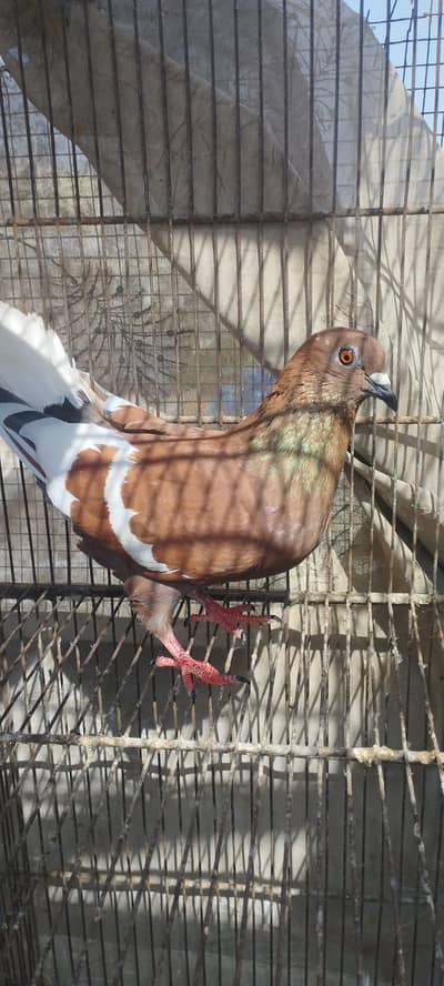 LAL GANDAY DAR BREEDER PAIR