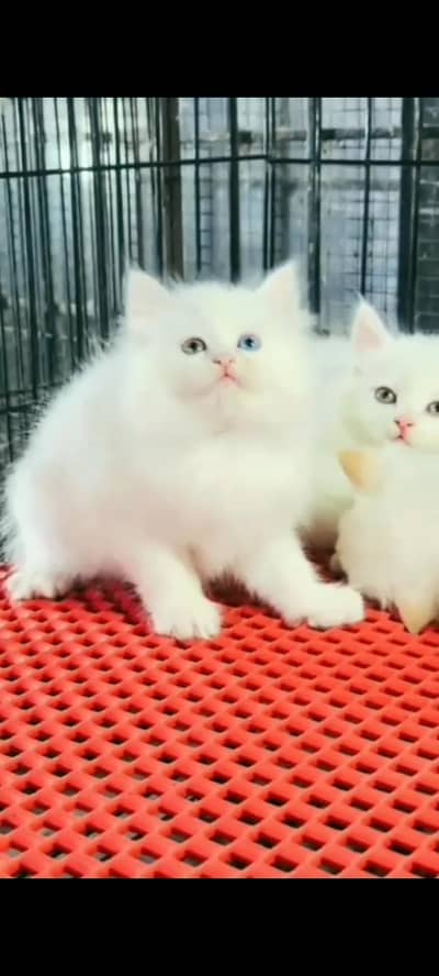 Quality Persian Punch Face cat &kittens 03495425573 WhatsApp