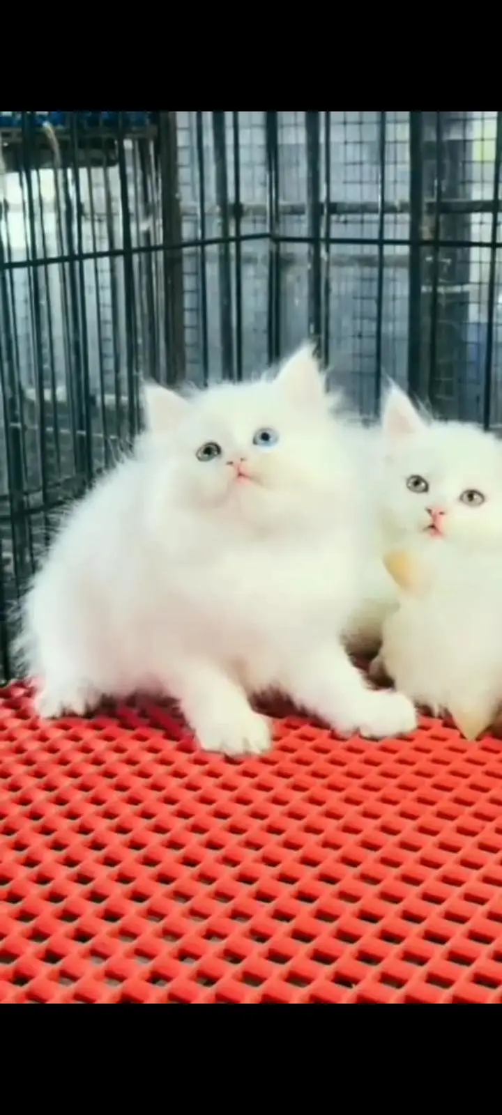 Quality Persian Punch Face cat &kittens 03495425573 WhatsApp — photo 2
