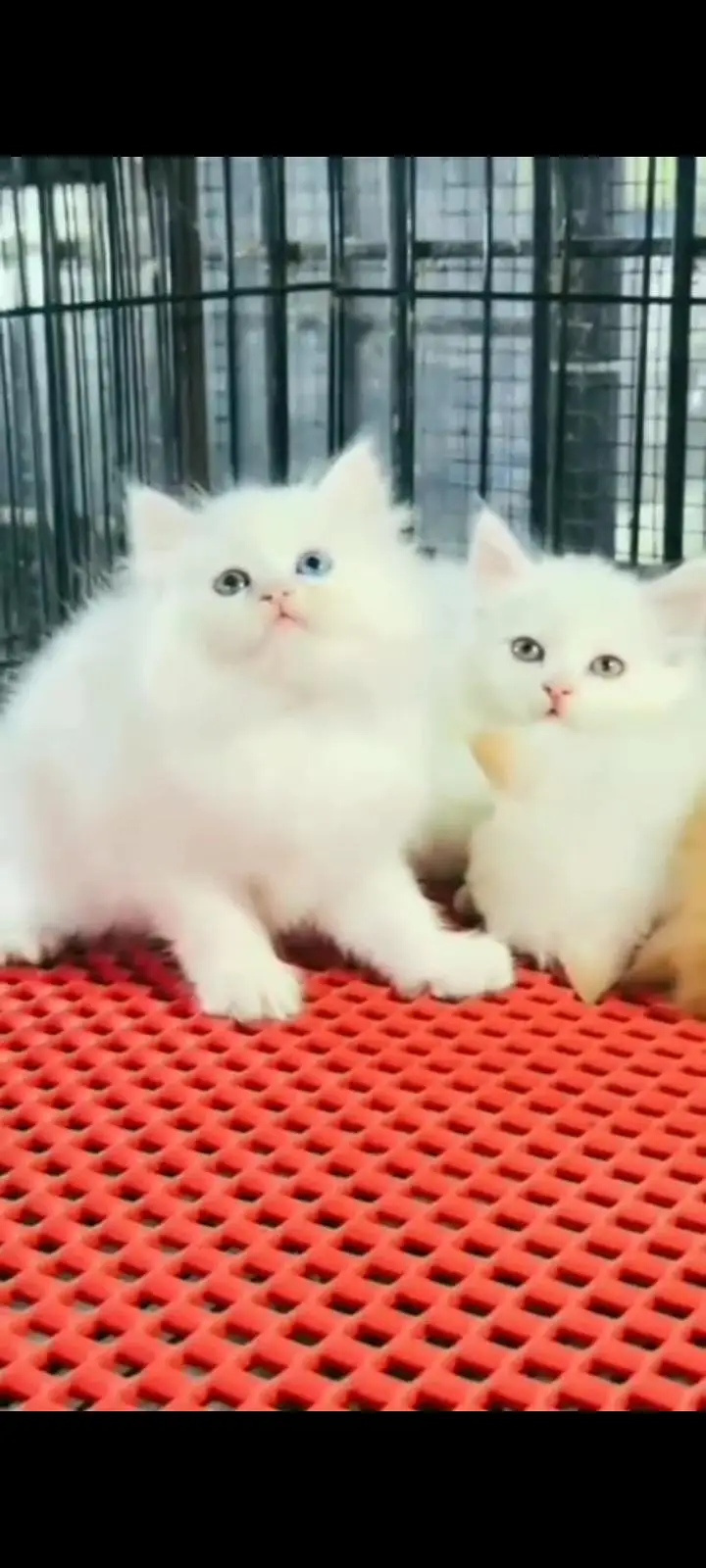 Quality Persian Punch Face cat &kittens 03495425573 WhatsApp — photo 3