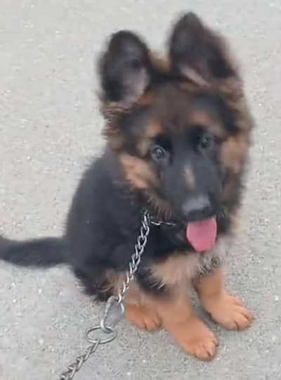 German Shepherd puppies male female. 03073909212 WhatsApp