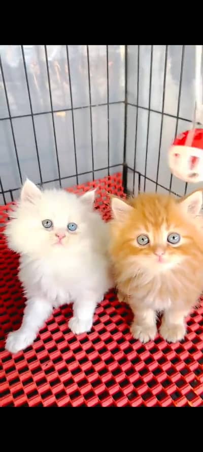 Quality Persian Punch Face cat &kittens 03495425573 WhatsApp