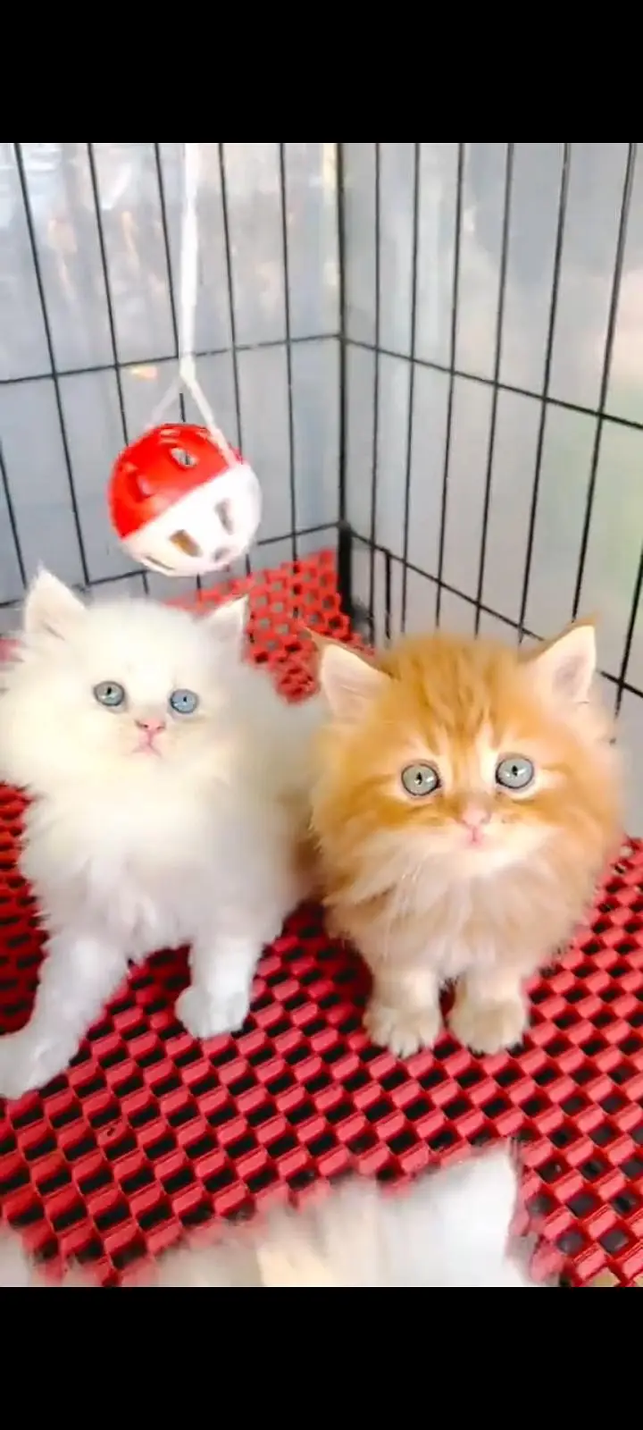 Quality Persian Punch Face cat &kittens 03495425573 WhatsApp — photo 2