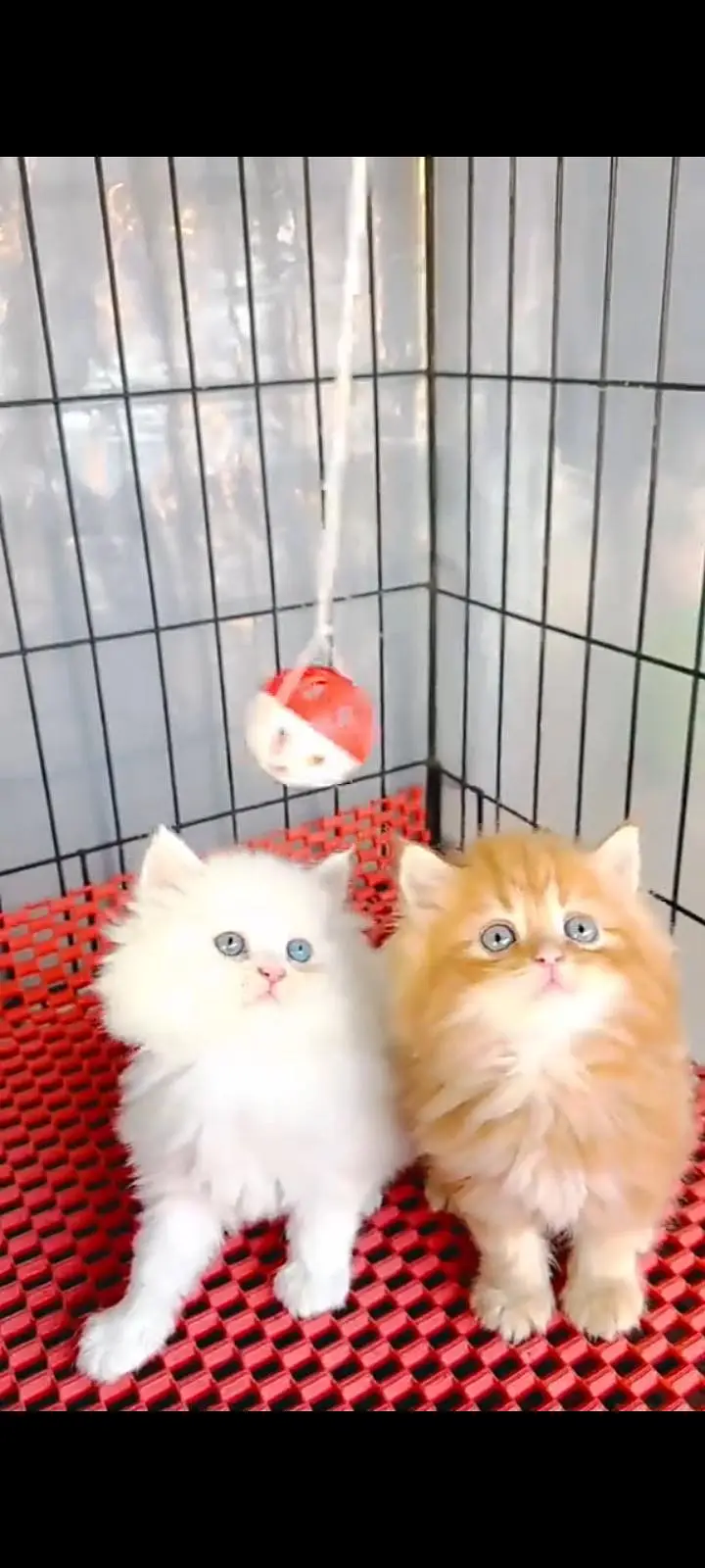 Quality Persian Punch Face cat &kittens 03495425573 WhatsApp — photo 3