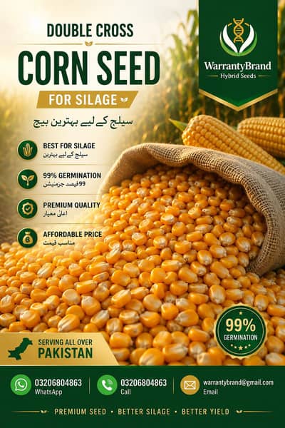 corn seed