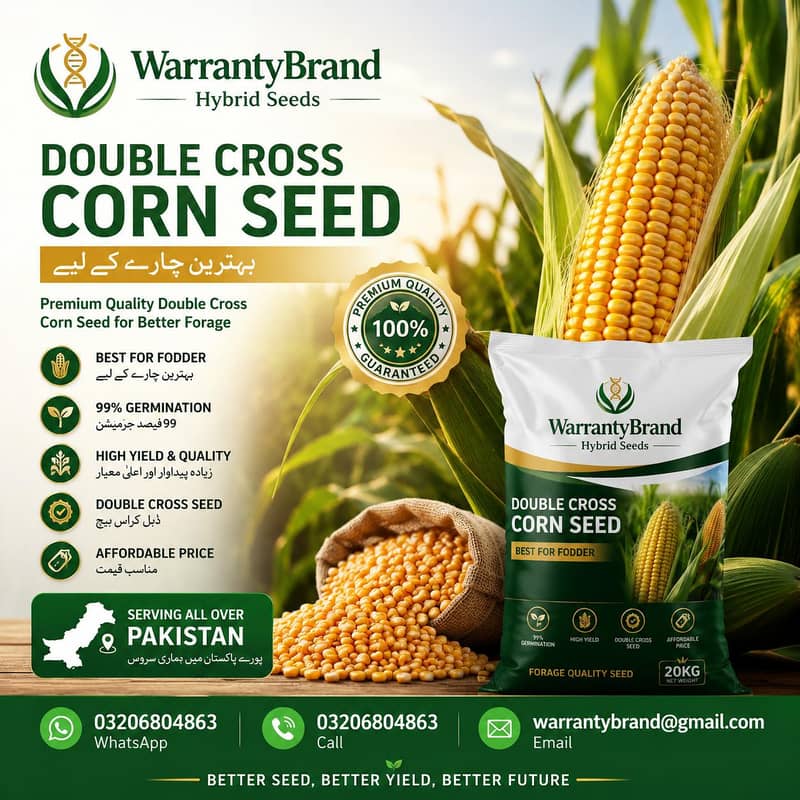 corn seed 1