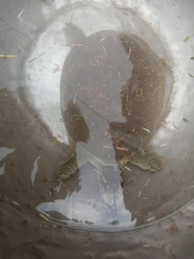 turtle emerjancy sale