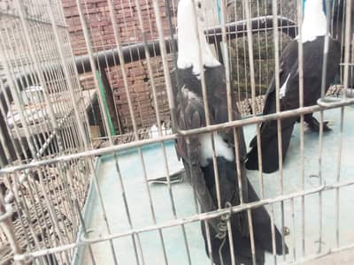 black karblai for sale in multan