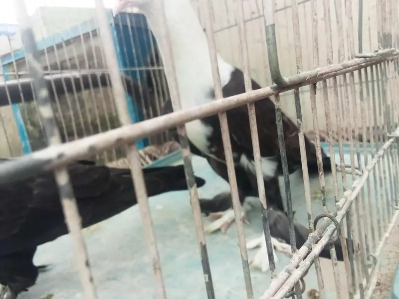 black karblai for sale in multan — photo 2