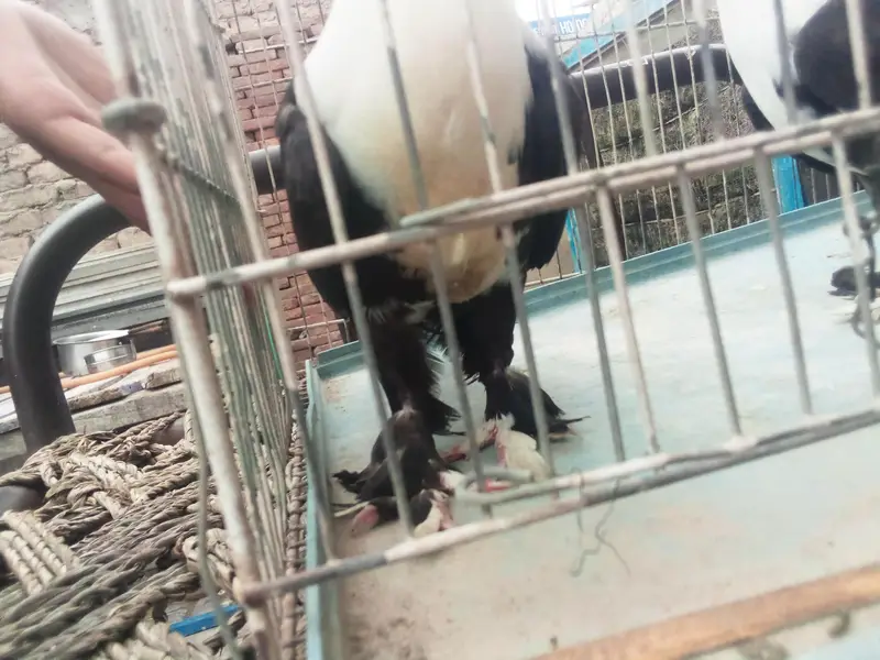 black karblai for sale in multan — photo 3