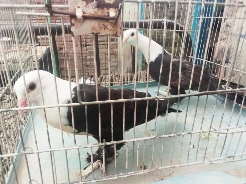black karblai for sale in multan — photo 4