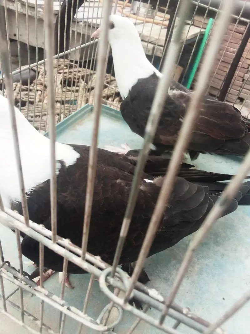 black karblai for sale in multan — photo 5