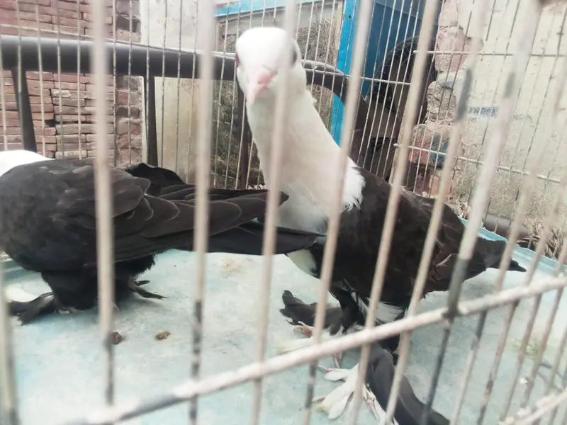 black karblai for sale in multan — photo 6