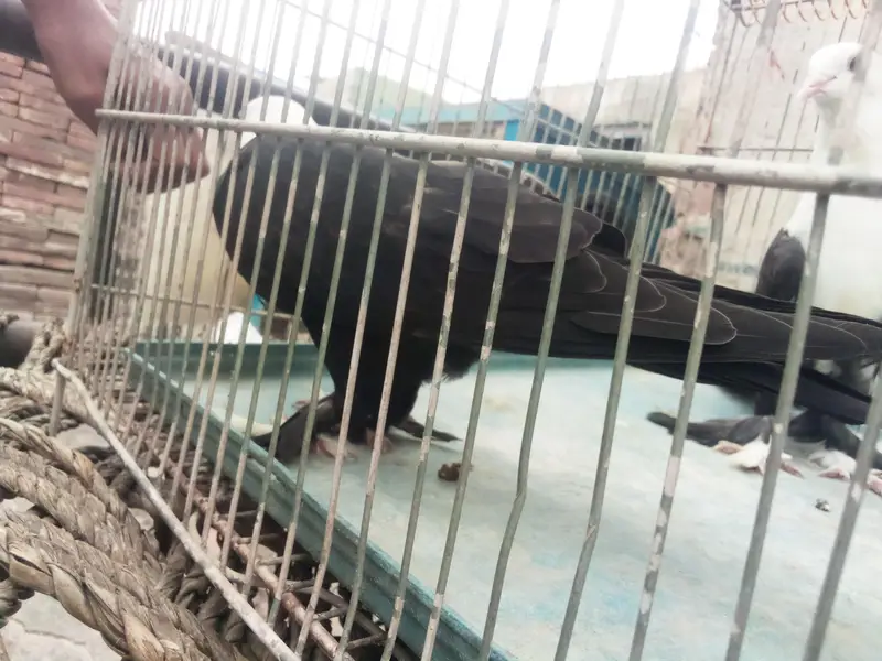 black karblai for sale in multan — photo 7