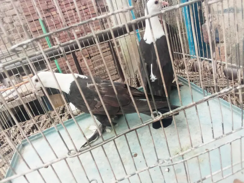 black karblai for sale in multan — photo 8