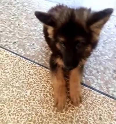 German Shepherd puppies male female. 03073909212 WhatsApp