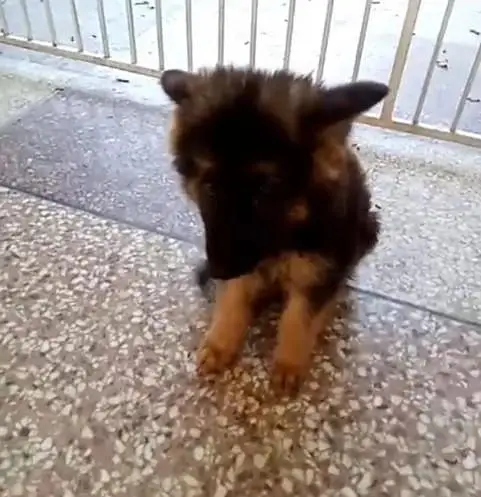 German Shepherd puppies male female. 03073909212 WhatsApp — photo 2