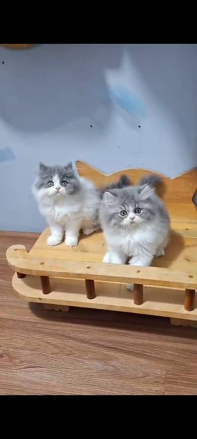 Quality Persian Punch Face cat &kittens 03495425573 WhatsApp