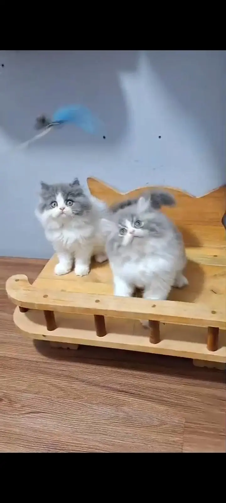 Quality Persian Punch Face cat &kittens 03495425573 WhatsApp — photo 2