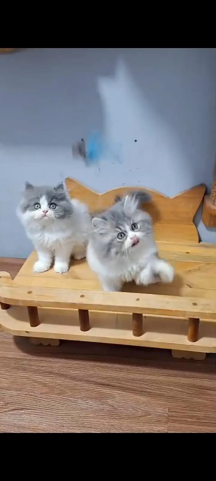 Quality Persian Punch Face cat &kittens 03495425573 WhatsApp — photo 3