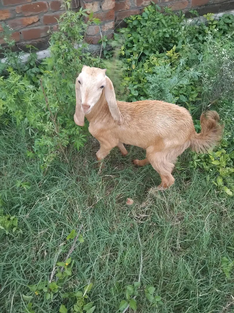 urgent sale