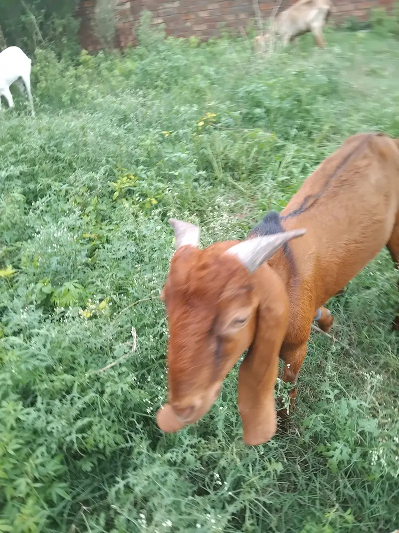 urgent sale — photo 10