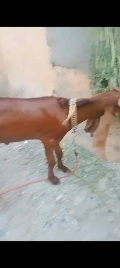 Nasli bakra for sale