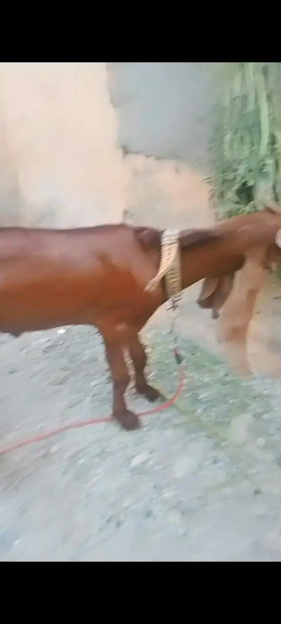 Nasli bakra for sale