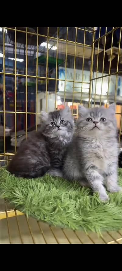 Quality Persian Punch Face cat &kittens 03495425573 WhatsApp
