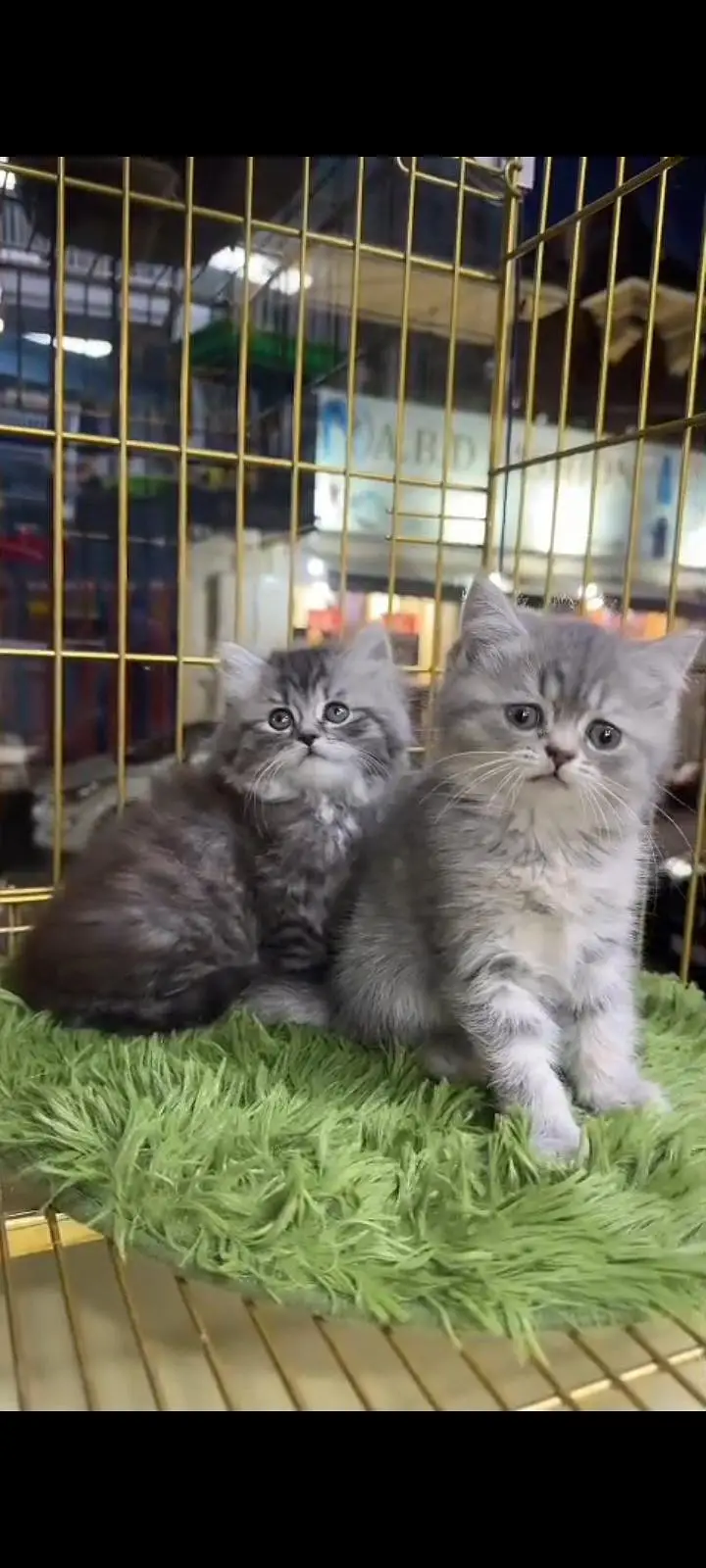 Quality Persian Punch Face cat &kittens 03495425573 WhatsApp — photo 2