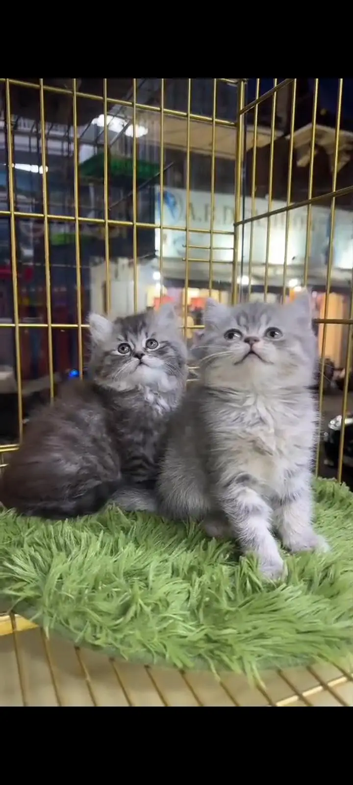 Quality Persian Punch Face cat &kittens 03495425573 WhatsApp — photo 3