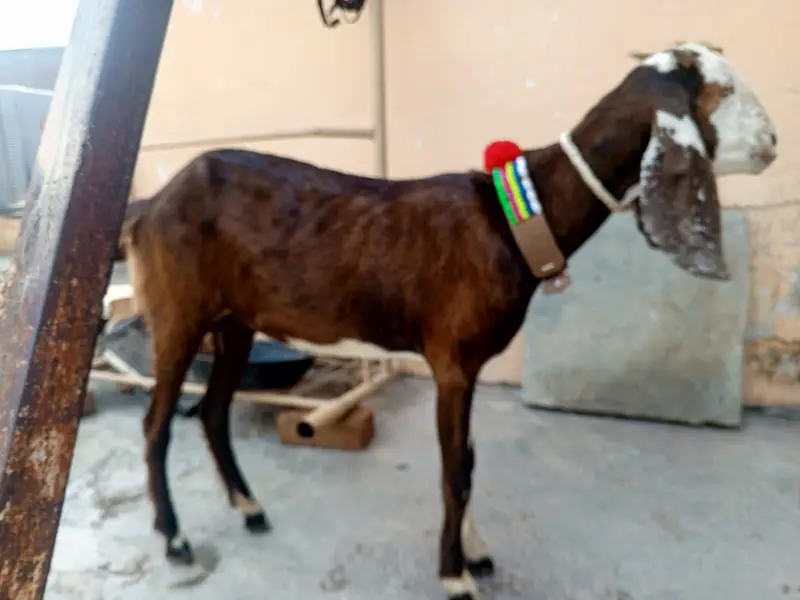2 dant  Bakri KY Sath 3 mah ki path for sale,goat for sale,Desi bakri