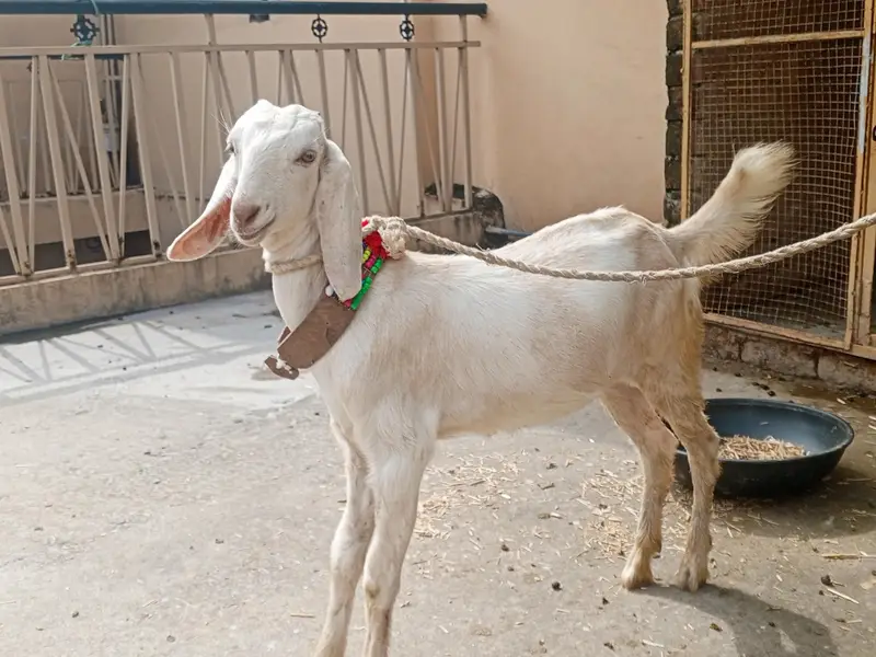 2 dant  Bakri KY Sath 3 mah ki path for sale,goat for sale,Desi bakri — photo 2